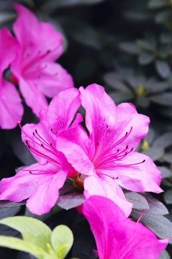 杜鹃花 紫 辐射色冬花园紫杜鹃花杜鹃花的水平近景库存照片 图片包括有特写镜头 玻色子 自然 杜鹃花 紫 辐射色冬花园紫杜鹃花杜鹃花的水平近景库存照片 图片包括有特写镜头 玻色子 自然