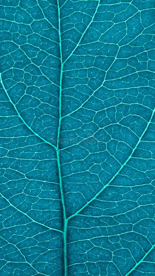 果树叶特写 青绿色彩色花叶纹和植物细胞 蓝绿色手机壁纸 抽象库存照片 图片包括有电池 绿松石