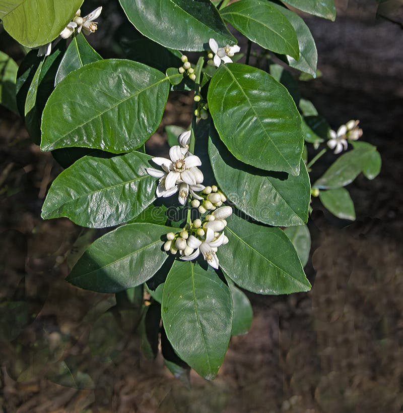 柑橘花库存图片 图片包括有柠檬 绿色 开花 特写镜头 叶子 空白 橙色 关闭 柑橘