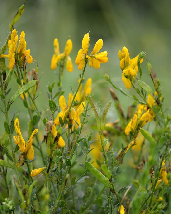 染工的染色用植物 染料木属tincoria 在花库存照片 图片包括有菘蓝 黄色 四季不断 染料