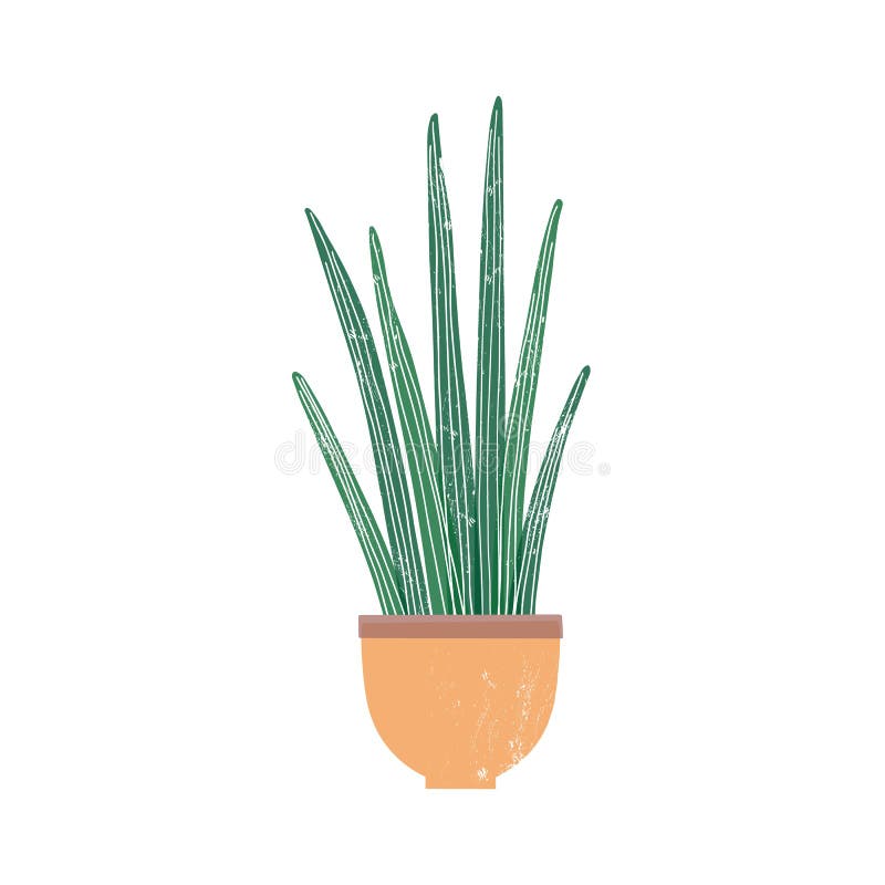 柱形桑拿球虫家植物平面矢量图白背景中突显的盆栽圆柱蛇植物向量例证 插画包括有装饰 室内