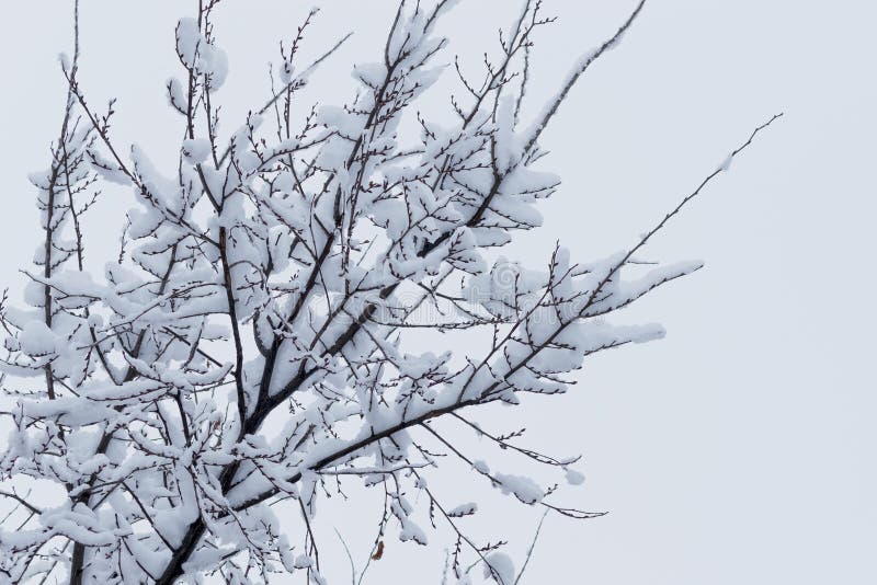 树枝在雪原背景下的冬雪寒冬降雪库存图片 图片包括有横向 晴朗 自然 季节性 公园 风景 树枝在雪原背景下的冬雪寒冬降雪库存图片 图片包括有横向 晴朗 自然 季节性 公园 风景