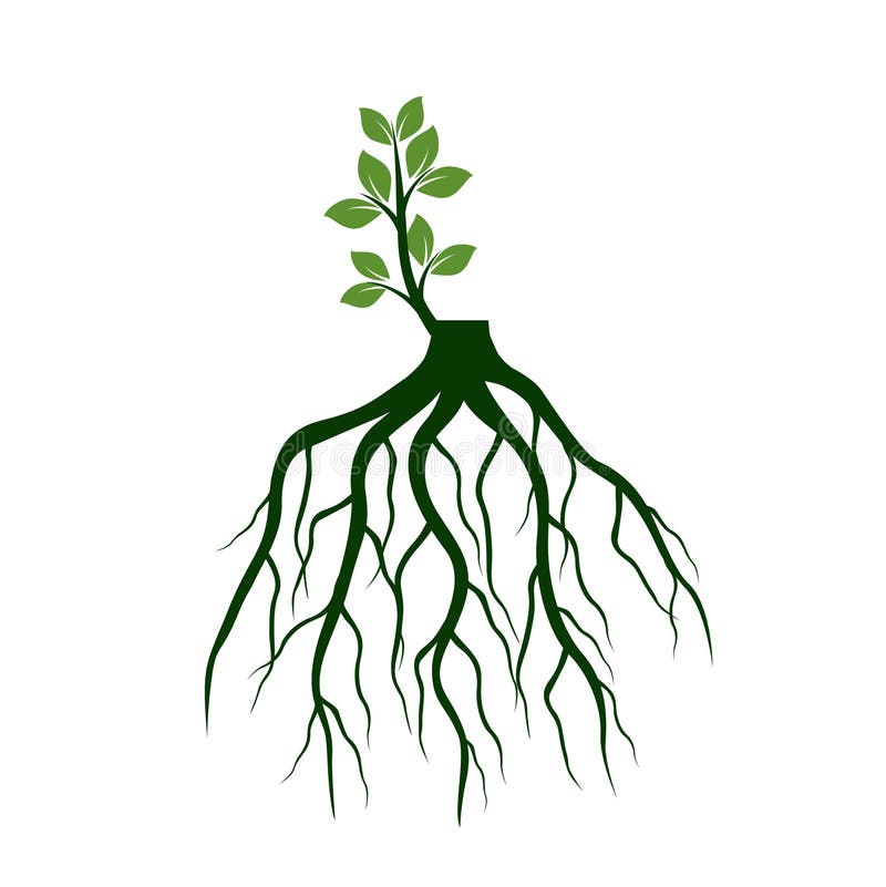 树根和发芽肢体植物根也corel凹道例证向量向量例证 插画包括有工厂 肢体 叶子 本质