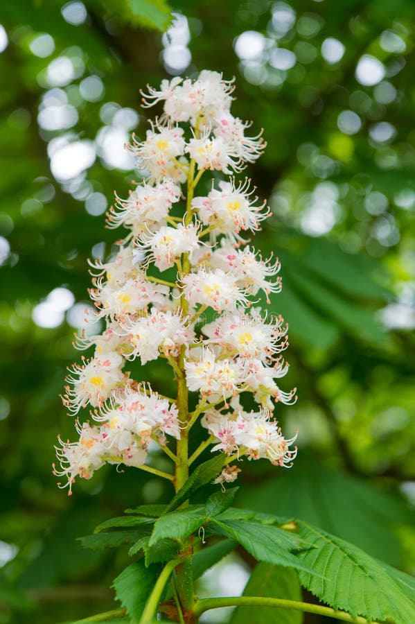 春栗树开花春花栗栗树花自然公园花瓣和花粉花粉库存图片 图片包括有概念 五颜六色