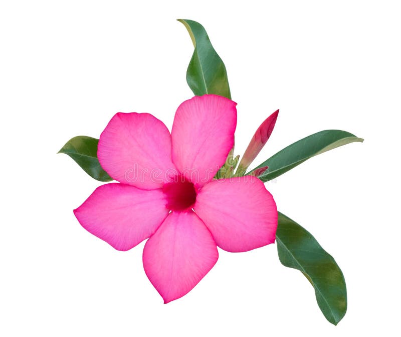 桃红色沙漠玫瑰色花adenium 在白色背景隔绝的杜娟花 道路库存图片 图片包括有庭院 飞羚 桃红色沙漠玫瑰色花adenium 在白色背景隔绝的杜娟花 道路库存图片 图片包括有庭院 飞羚