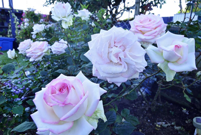 桃红色渐近了生长在家庭玫瑰园里的白玫瑰库存图片 图片包括有英语 花卉 乳脂状 更加恼怒的 园艺 9232