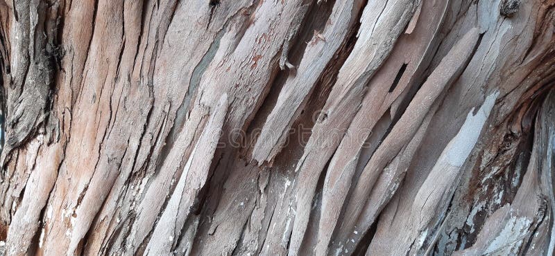 桉树桉树树树皮在林道上的树木在8月的树叶过滤器中的树木库存照片 图片包括有绿色 教会 桉树桉树树树皮在林道上的树木在8月的树叶过滤器中的树木库存照片 图片包括有绿色 教会