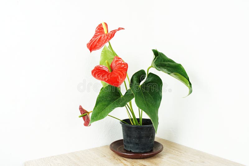 桌上和白墙背景中红花藤花屋植物装饰库存图片 图片包括有花卉 绽放 背包 有机 绿叶 绿色 桌上和白墙背景中红花藤花屋植物装饰库存图片 图片包括有花卉 绽放 背包 有机 绿叶 绿色