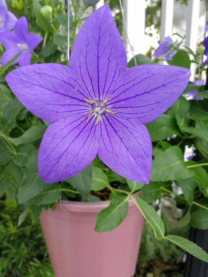 在领域的8朵瓣星形状花库存图片 图片包括有兰花 宏指令 绽放 花卉 花束 粉红色 大丽花