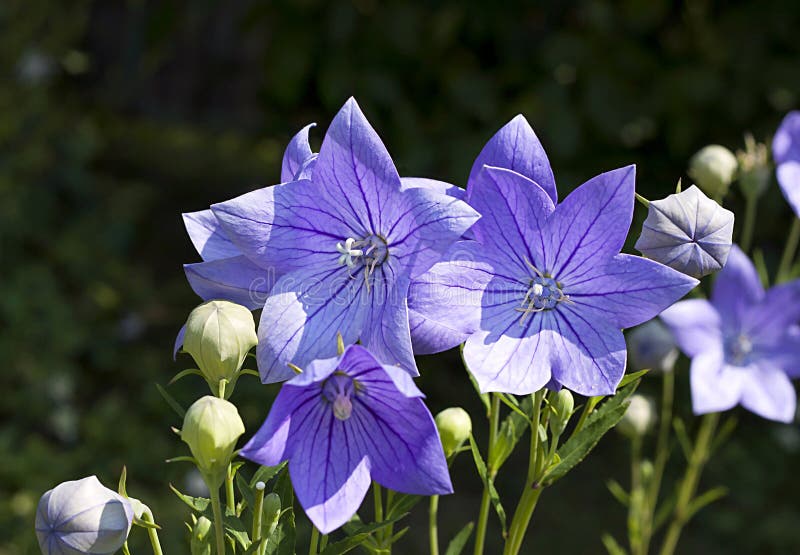 桔梗花 Platycodon Grandiflorus 库存图片 图片包括有 桔梗花 Platycodon Grandiflorus 库存图片 图片包括有