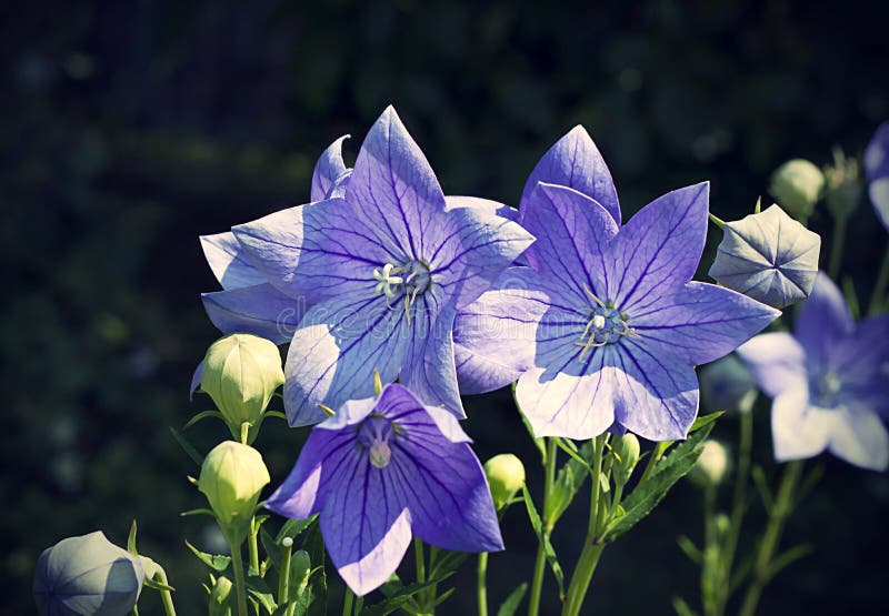 桔梗花 Platycodon Grandiflorus 库存图片 图片包括有 桔梗花 Platycodon Grandiflorus 库存图片 图片包括有