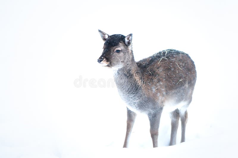 梅花梅花鹿 梅花鹿 梅花鹿 在白色背景下在雪中行走库存图片 图片包括有节假日 哺乳动物 男性 梅花梅花鹿 梅花鹿 梅花鹿 在白色背景下在雪中行走库存图片 图片包括有节假日 哺乳动物 男性