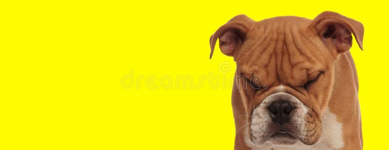 棕毛休养的英式斗牛犬库存照片 图片包括有似犬 钞票 表面 茴香 敬慕 看板卡 英语