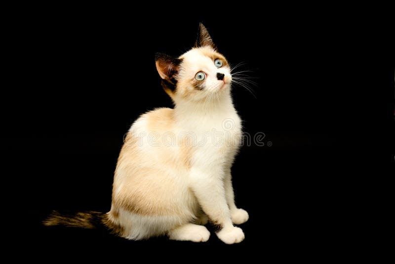棕耳可爱的白猫 黑背景中的英国短毛怪查看小美猫库存图片 图片包括有似猫 表面 蓬松 相当 棕耳可爱的白猫 黑背景中的英国短毛怪查看小美猫库存图片 图片包括有似猫 表面 蓬松 相当