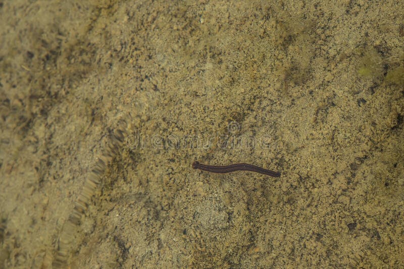 棕色水蛭游泳在一个浅池塘库存图片 图片包括有森林 公园 照亮 户外 外面 沼泽 拉脱维亚