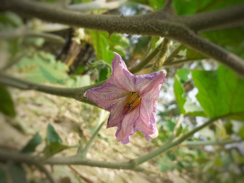 Brinjal 茄子 是紫色的在颜色的茄子花库存照片 图片包括有工厂 印度 绿色 茄子 叶子