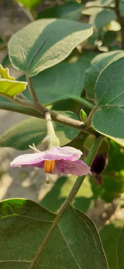 Brinjal 茄子 是紫色的在颜色的茄子花库存照片 图片包括有工厂 印度 绿色 茄子 叶子 Brinjal 茄子 是紫色的在颜色的茄子花库存照片 图片包括有工厂 印度 绿色 茄子 叶子
