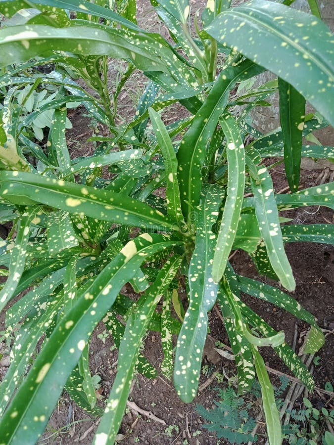 植物叶子有黄色小点的构造自然背景墙纸 库存照片 图片包括有植物叶子有黄色小点的构造自然背景墙纸