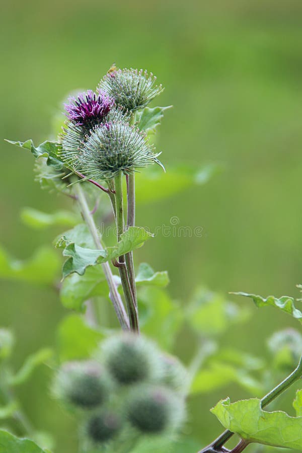 植物名花和叶子草本植物库存图片 图片包括有草本植物 植物名花和叶子