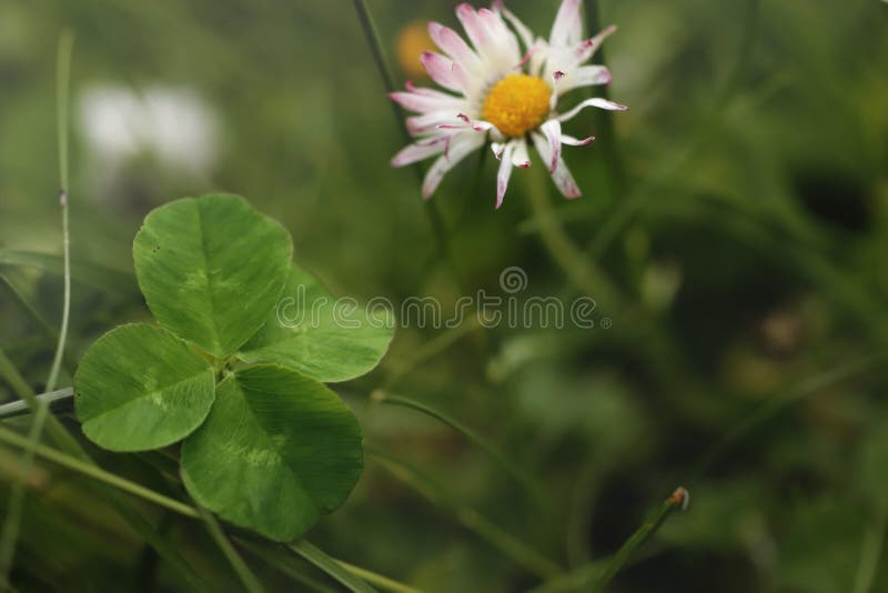 植物的稀有性和幸运的魅力 四叶草和雏菊花 草甸上有卷粉花尖库存图片 图片包括有重点 巧合