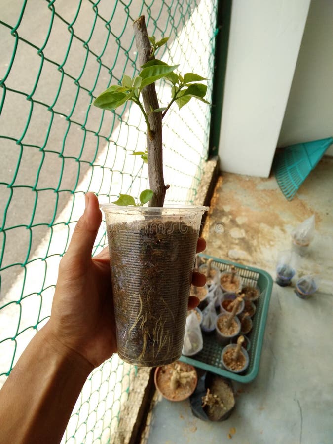 植物繁殖是从多种来源培育新植物的过程 种子 插条和其他植物部件库存照片 图片包括有限定范围 进程 植物繁殖是从多种来源培育新植物的过程 种子 插条和其他植物部件库存照片 图片包括有限定范围 进程