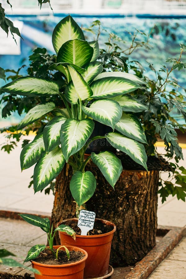 植物花叶万年青seguine或dumbcane绿色叶子库存照片 图片包括有宏指令 装饰