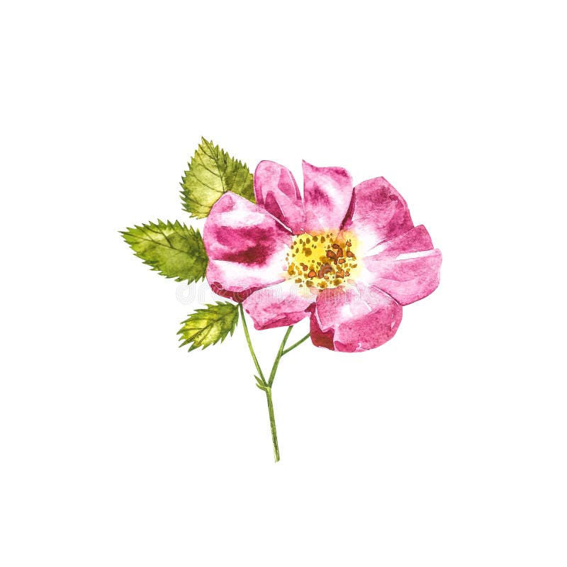 植物野玫瑰花水彩玫瑰花叶水彩组合手绘花图库存例证 插画包括有明信片 叶子 粉红色 绽放 植物野玫瑰花水彩玫瑰花叶水彩组合手绘花图库存例证 插画包括有明信片 叶子 粉红色 绽放
