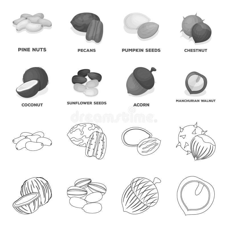 椰子 橡子 向日葵种子 Manchueian核桃不同的种类在概述的坚果集合汇集象 单色向量例证 插画包括有杉木 胡桃