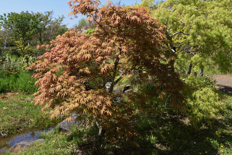 エンキアンサス ペルーラトゥス紅葉 Stock Image Image Of Enkianthus Forest エンキアンサス ペルーラトゥス紅葉 Stock Image Image Of Enkianthus Forest