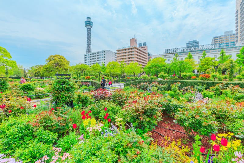 横滨山下公园图库摄影片 图片包括有春天 城市 布琼布拉 端口 地标 沿海岸区 公园