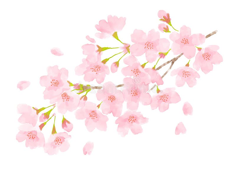 樱花在桃红色的花背景向量例证 插画包括有花卉 粉红色 空间 重叠 开花 模式 花瓣 绽放 樱花在桃红色的花背景向量例证 插画包括有花卉 粉红色 空间 重叠 开花 模式 花瓣 绽放