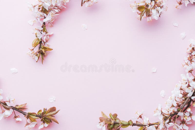 樱花柔和的粉红色背景中的四月花自然与春樱花八号旗 开心库存图片 图片包括有申请人 五颜六色 樱花柔和的粉红色背景中的四月花自然与春樱花八号旗 开心库存图片 图片包括有申请人 五颜六色
