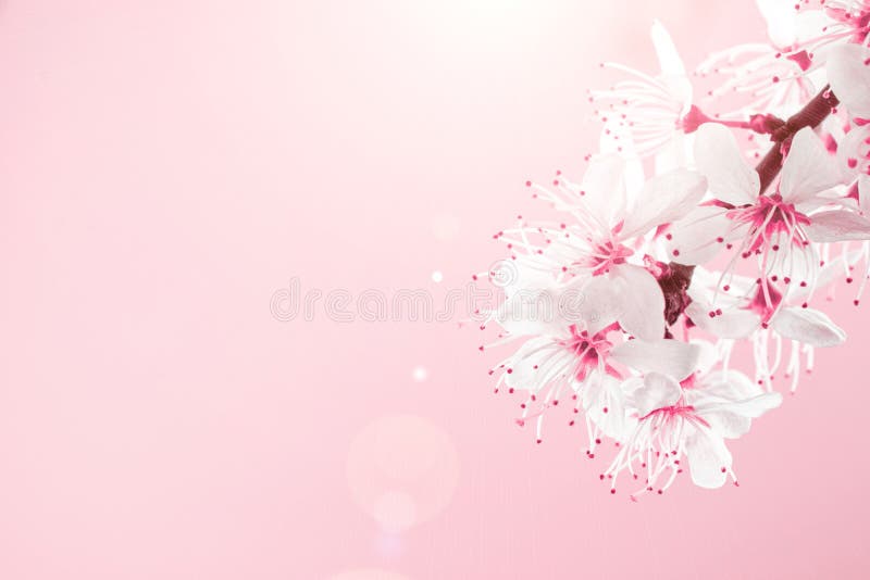 樱花柔和的粉红色背景中的四月花自然与春樱花八号旗 开心库存图片 图片包括有申请人 五颜六色