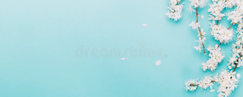 樱花 淡蓝色背景中的春樱花 8月欢庆复活节的横幅库存图片 图片包括有绽放 查出 樱桃 国界的 樱花 淡蓝色背景中的春樱花 8月欢庆复活节的横幅库存图片 图片包括有绽放 查出 樱桃 国界的