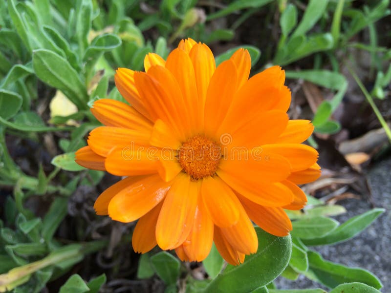 英国万寿菊或开花在庭院里的金盏草officinalis橙色花库存图片 图片包括有叶子 温暖