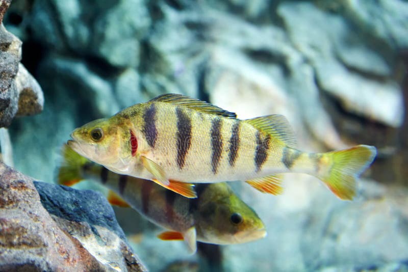 欧洲栖息处 在淡水水族馆的镶边肉食鱼库存图片 图片包括有环境 五颜六色 茴香 动物区系 海洋 欧洲栖息处 在淡水水族馆的镶边肉食鱼库存图片 图片包括有环境 五颜六色 茴香 动物区系 海洋
