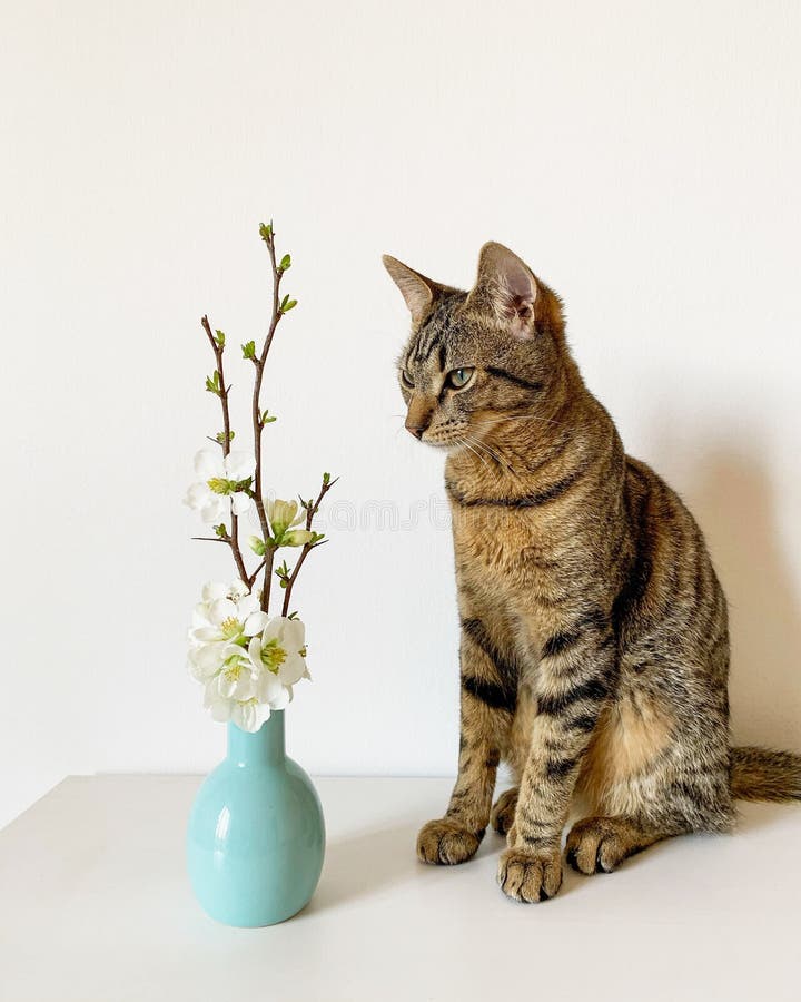 欧洲短毛猫与花瓶鲜花库存照片 图片包括有小猫 复制 室内 花束 安排 敬慕 相当 纵向