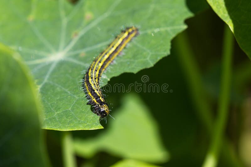 毛虫吃库存图片 图片包括有敌意 提供 蝴蝶 害虫 草食动物 工厂 叶子 幼虫 毛虫