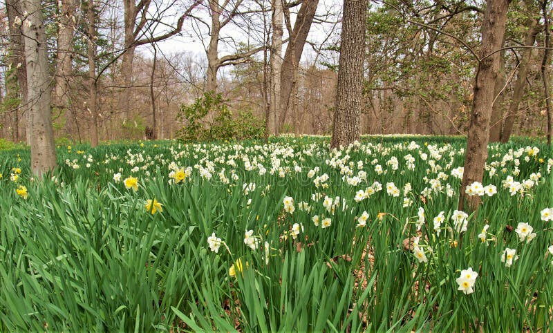 水仙花 通常称daffodil 库存照片 图片包括有