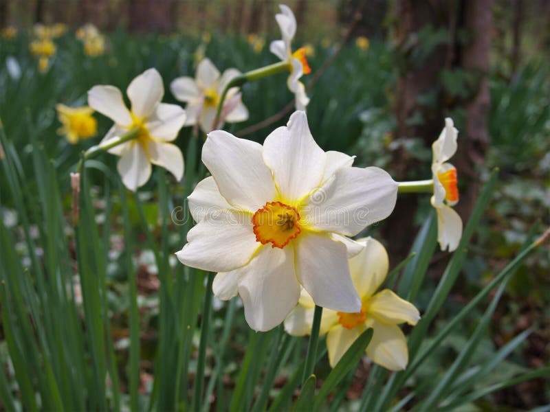 水仙花 通常称daffodil 库存照片 图片包括有