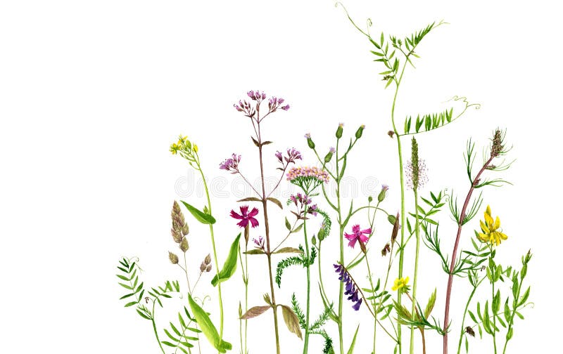 水彩图画花和植物库存例证 插画包括有 水彩图画花和植物库存例证 插画包括有