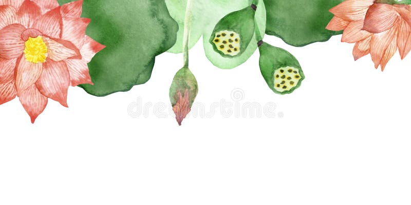 水彩手绘自然花卉线条用桃色荷花 花 绿叶组合物库存例证 插画包括有钞票 天堂 装饰 开花