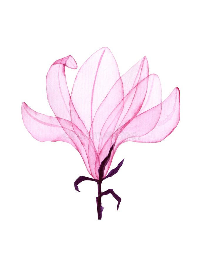 水彩玉兰透明花手绘木兰插图库存例证 插画包括有 水彩玉兰透明花手绘木兰插图库存例证 插画包括有