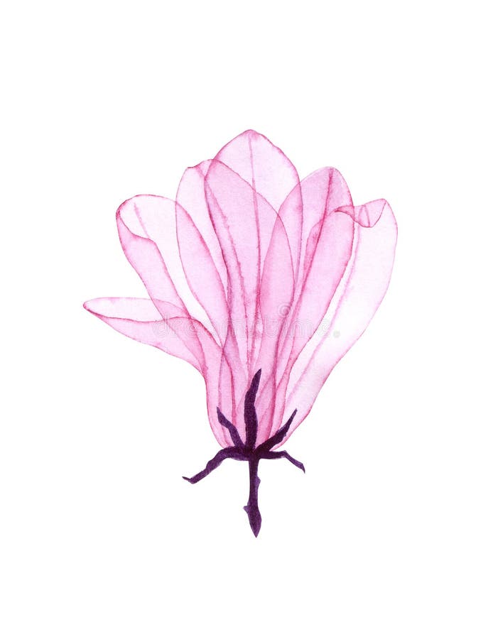 水彩玉兰透明花手绘木兰插图库存例证 插画包括有花卉 艺术 照亮 标签 花束 透明 水彩玉兰透明花手绘木兰插图库存例证 插画包括有花卉 艺术 照亮 标签 花束 透明