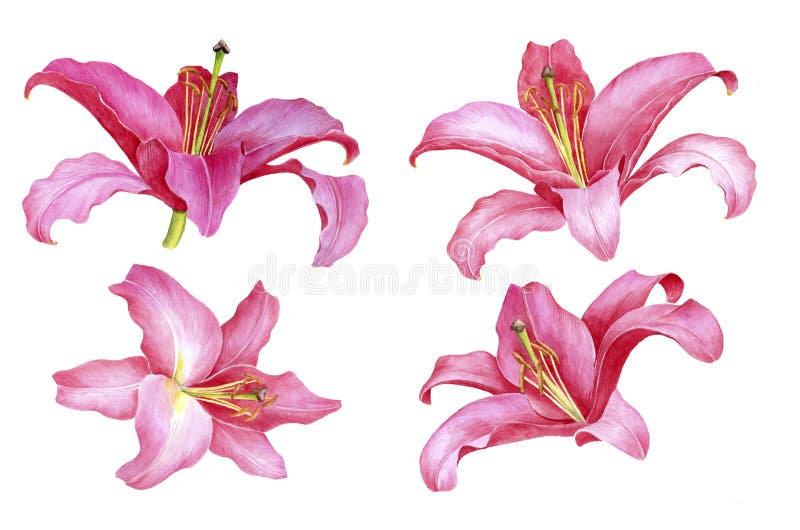 水彩画粉色百合花库存例证 插画包括有绽放 要素 设计 季节 自然 百合 背包 红色 水彩画粉色百合花库存例证 插画包括有绽放 要素 设计 季节 自然 百合 背包 红色