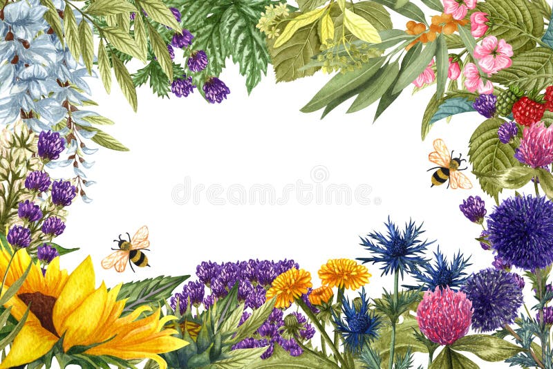 水彩野花草架文本位置 手绘边框草甸花的盛开 库存例证 插画包括有叶子 医疗 例证 淡紫色