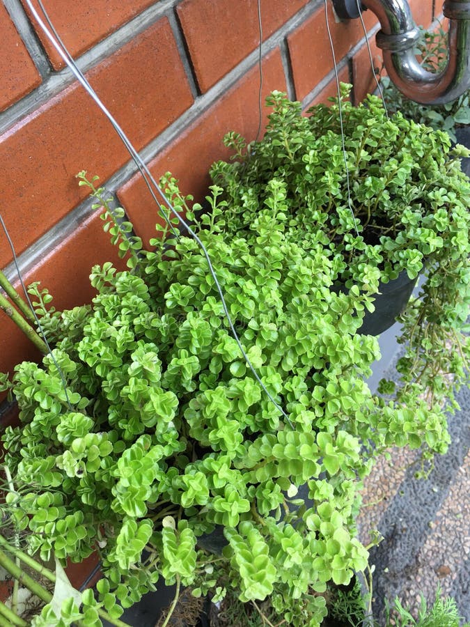 海底植物库存图片 图片包括有装饰 自然 水肺 艺术 海运 本质 水色 瓶颈 场面
