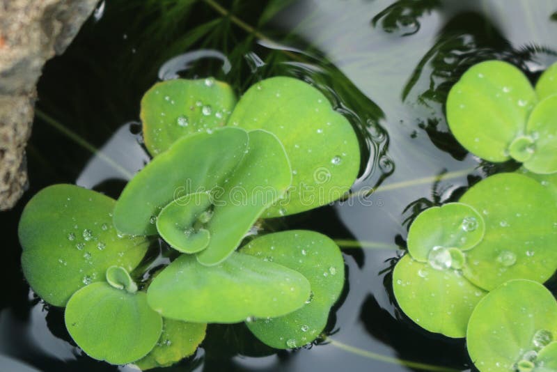 水菜青菜青菜或壳花浮在水面上库存图片 图片包括有生气勃勃 宏指令 庭院 自然 春天 室外