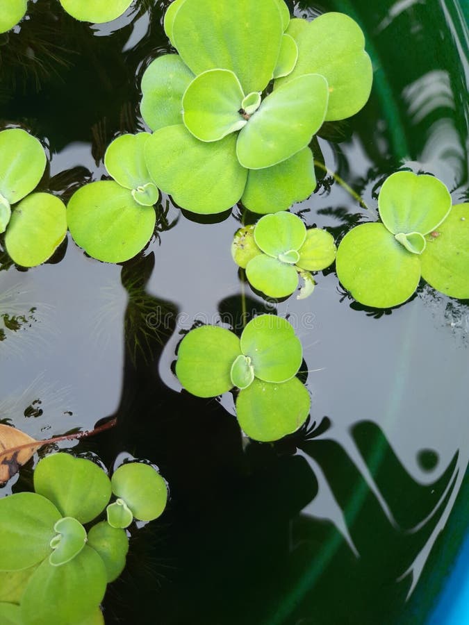 水菜青菜青菜或壳花浮在水面上库存图片 图片包括有生气勃勃 宏指令 庭院 自然 春天 室外
