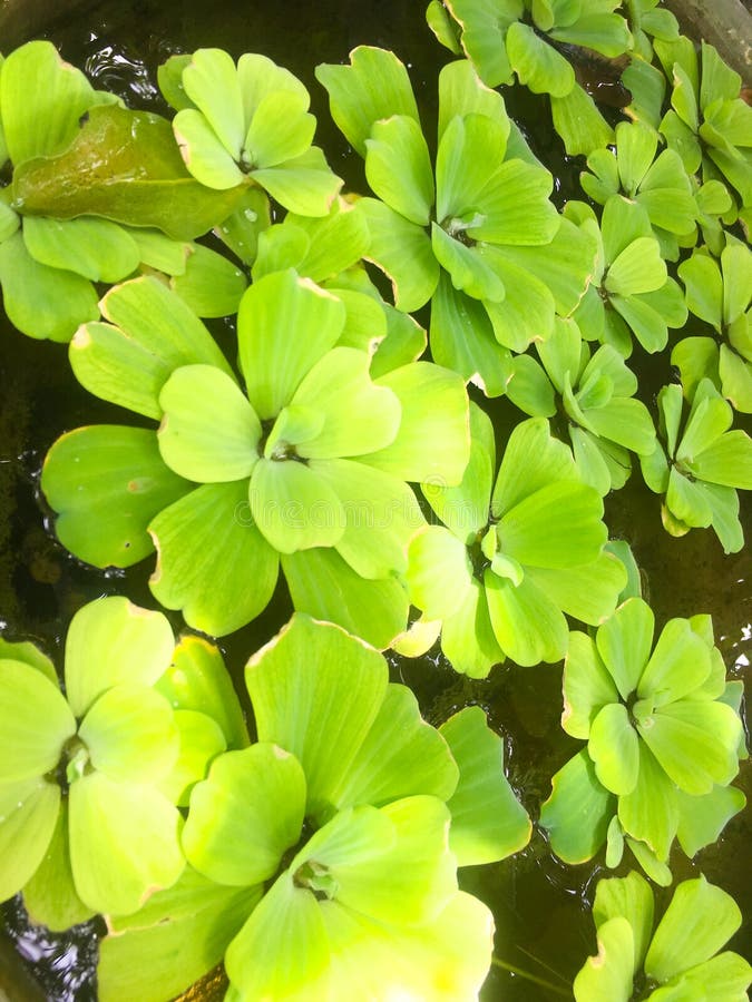池塘水生植物和花的水生植物浮动植物库存图片 图片包括有和谐 马德拉岛 庭院 没人 浮萍
